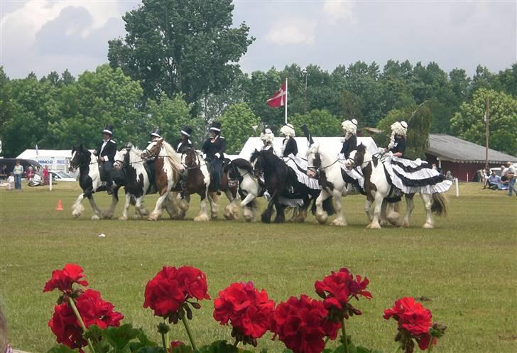 Tinker Romoses Spencer - Kvardrillje, 2007 billede 15