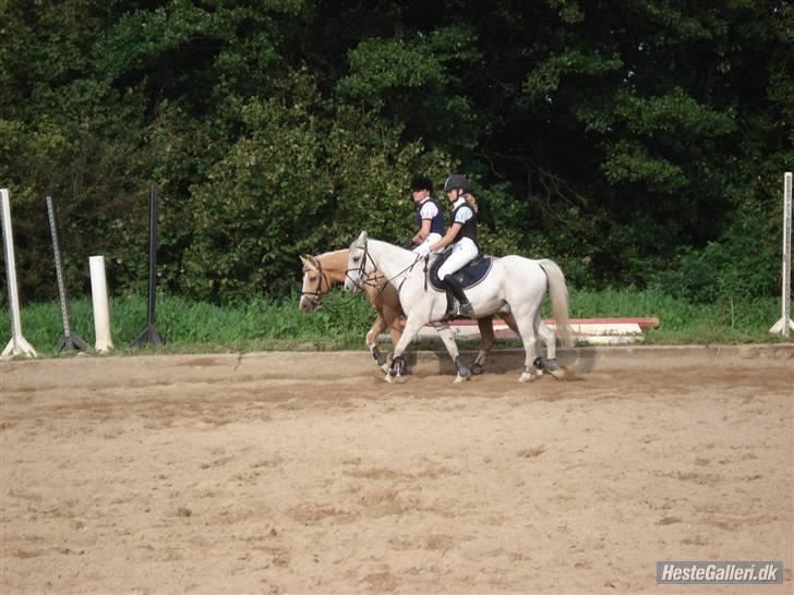 Anden særlig race Chagall  - solgt. - Til stævne i Svendborg.(: Rider lige lidt rundt med Sarabassen. billede 3