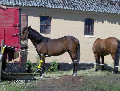 New Forest Newton  ¤Solgt¤ - Den vogn er da ikk farlig.! Jeg er en sej lille hingste basse. Jeg er ikke bange for noget. billede 8