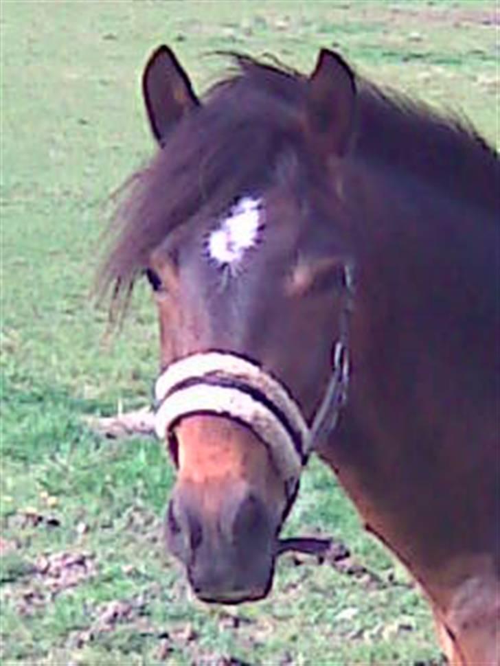 New Forest Newton  ¤Solgt¤ - Super skønne Newton <3 billede 9