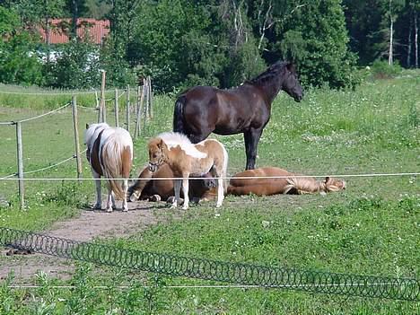 Shetlænder Unique [Solgt] - GRUPPE SOVNING hihi det er krølle bella(bella er krølles mor) tarzan mille og lady billede 14