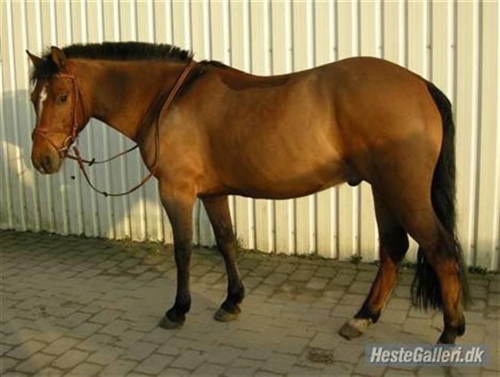 New Forest Nyskovens Actus Solgt - Er jeg ikk bare flot? billede 10