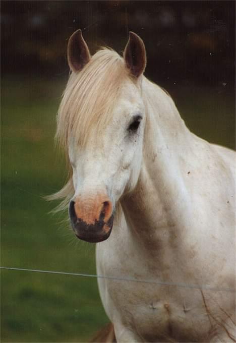 Tysk Sportspony Shadow 79 {Solgt}  - Shadow på marken i juni  <3 billede 16