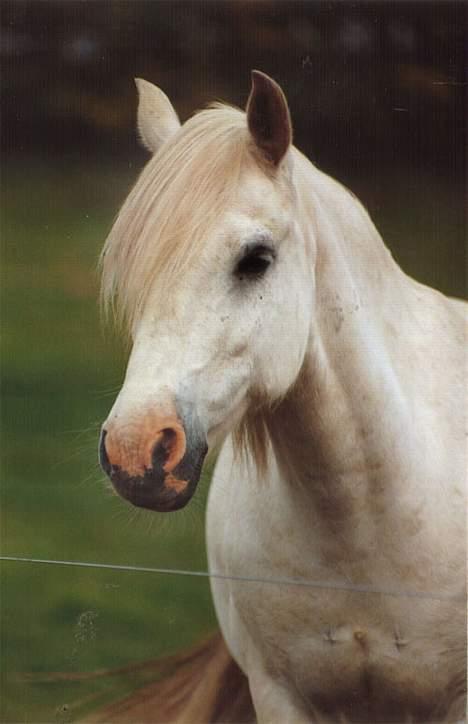 Tysk Sportspony Shadow 79 {Solgt}  - shadow på marken igen <3  billede 17