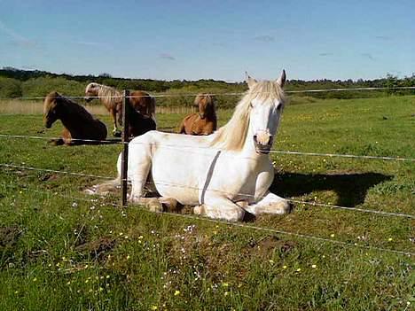 Tysk Sportspony Shadow 79 {Solgt}  - Shadow&ismulerne midt i deres middagssøvn (; billede 18