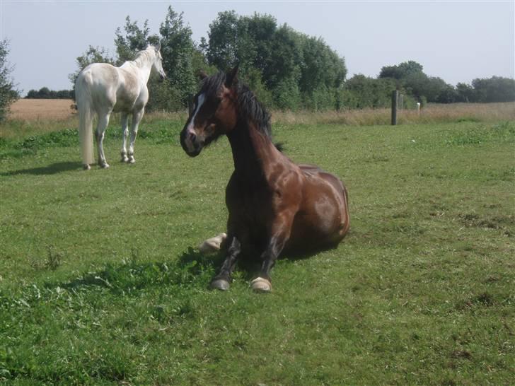 Anden særlig race Sunshine <3 Solgt :( - Chambonen er til at støtte hende ikke til og tvinge hende ned :D billede 15