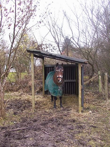 Anden særlig race Zita (død) - den smukke ved sit skur.. billede 2