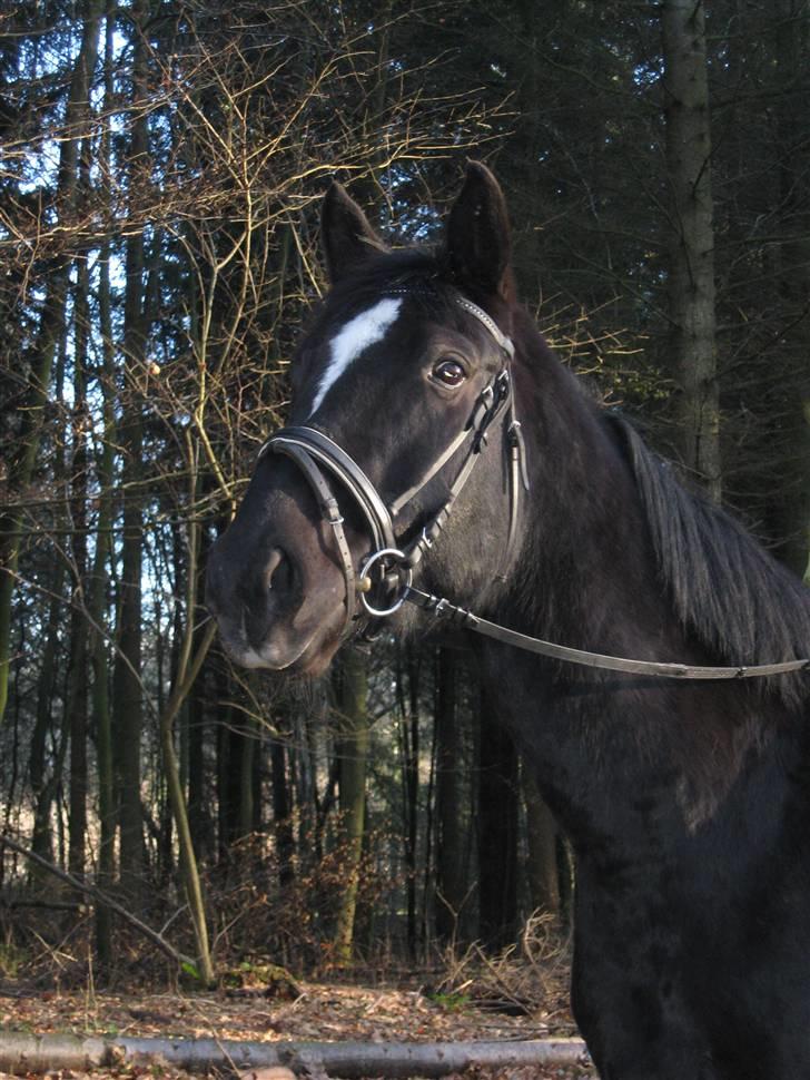 Dansk Varmblod Santos - 27.01.08 billede 5