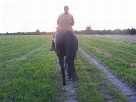 Dansk Varmblod Santos - Når enden er god.. aug.2005 billede 6