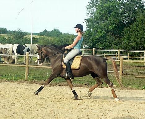 Welsh Cob (sec D) Sarena's Pippi  - Pippi i en skide god fritrav! Uha, se lig den trav! ;D billede 1