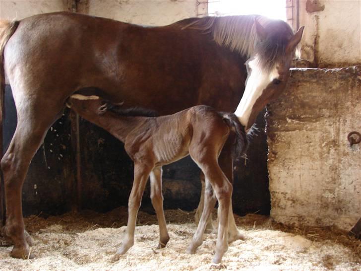 Welsh Cob (sec D) Sarena's Pippi  - Pippi og hendes lille baby.. :D<3 billede 2