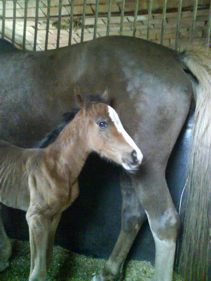Welsh Cob (sec D) Sarena's Pippi  - lille baby. <3 billede 3