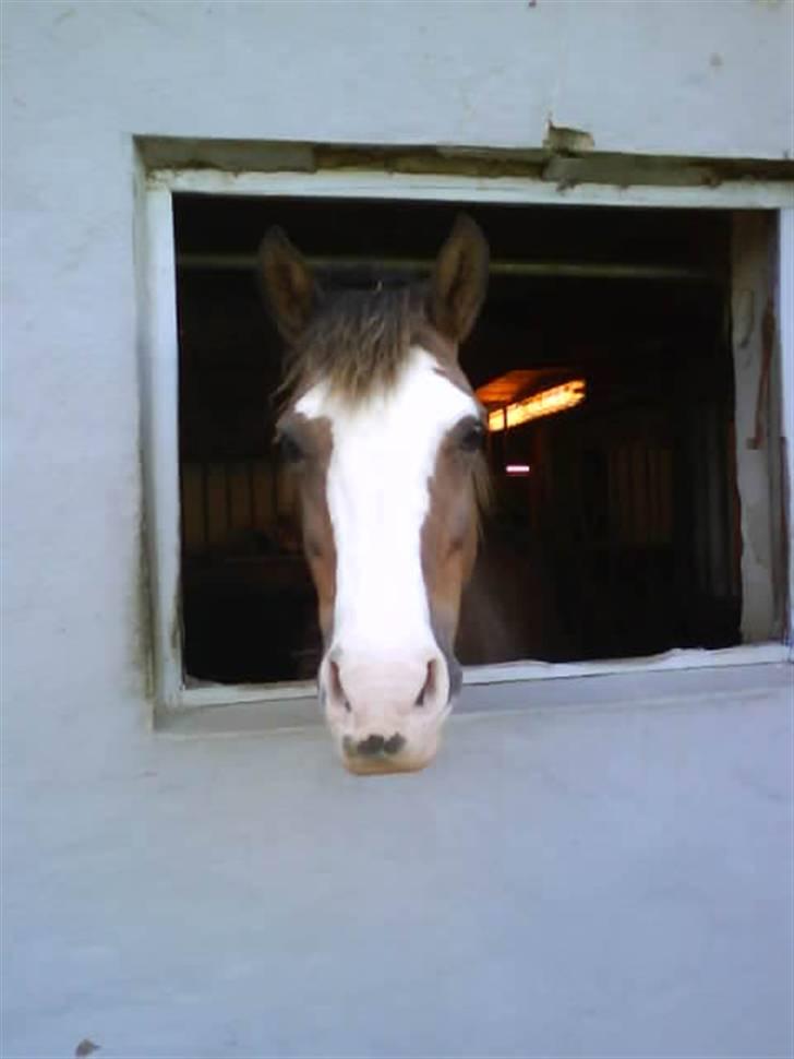 Welsh Cob (sec D) Sarena's Pippi  - Pippi i hendes boks... billede 5