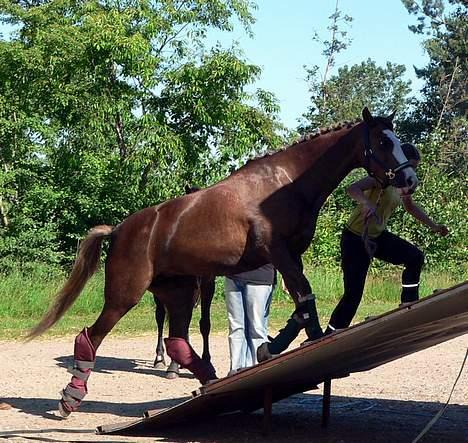 Welsh Cob (sec D) Sarena's Pippi  - Nu vil vi hjem!! <3 billede 6