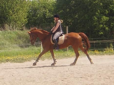 Hannoveraner White Star's Safir*R.I.P* - Safir og jeg, almindelig ridning i maj 2006 billede 5