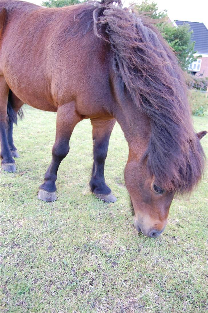 Shetlænder Mikkie RIP. 10 november  - Hej jeg hedder Mikkie , og elsker at være med på billeder ... ;P haha billede 1