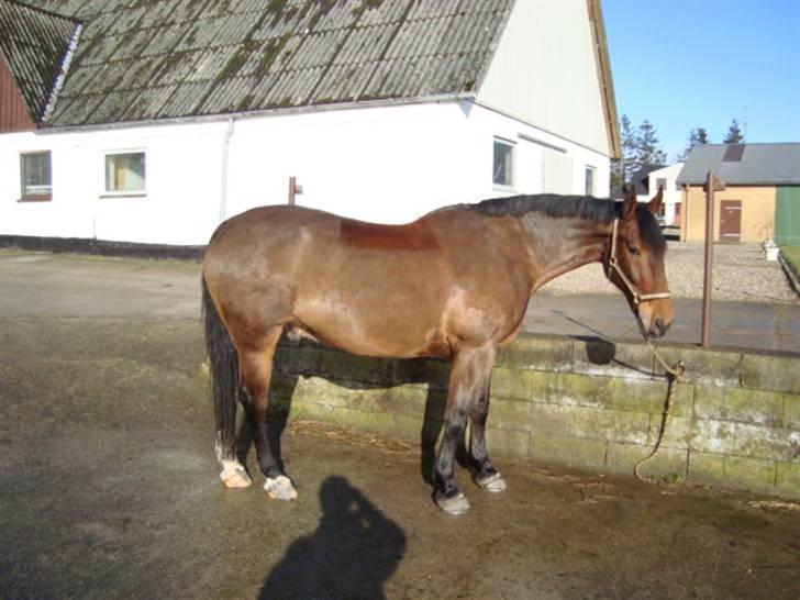 Anden særlig race Marquist  - Februar 2009 :) Klippet ren hest igen ;) billede 14