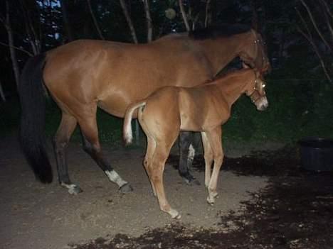 Dansk Varmblod Cheri,  død ;( billede 19