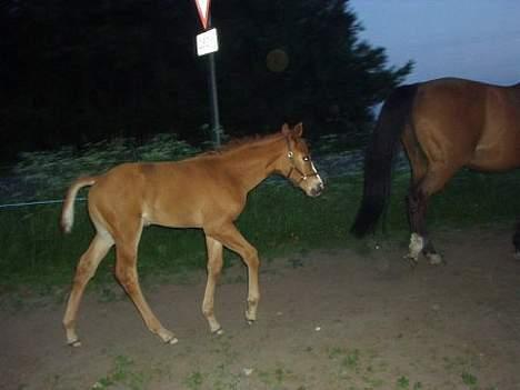 Dansk Varmblod Cheri,  død ;( billede 20