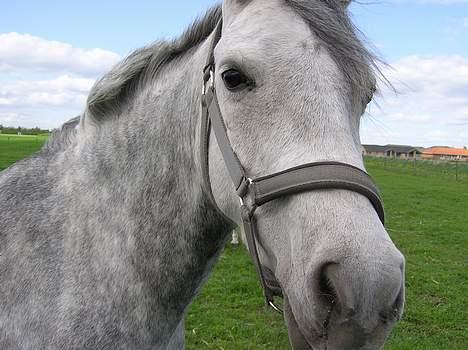 Anden særlig race Ariel ( solgt ) - Se mig :b Selvtillid , charme og lækkert hår ! <3 billede 10