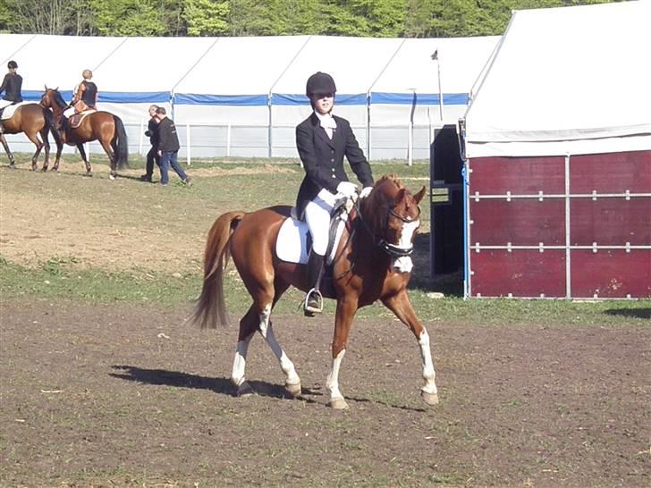 Anden særlig race Houdini - 1# Taget fra mobil :) billede 1