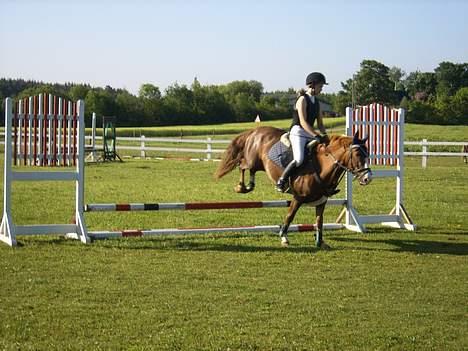 New Forest Cosmo - SH cup i LIND :) billede 10