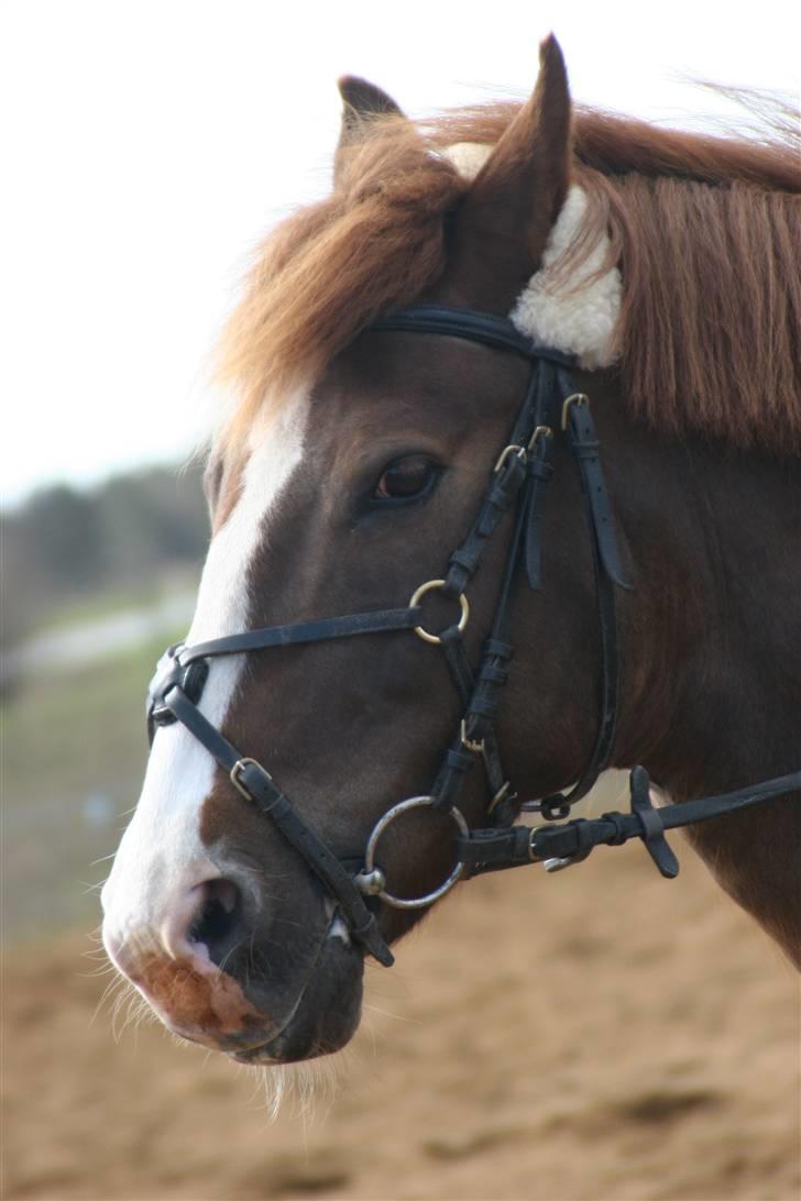 New Forest Cosmo billede 11