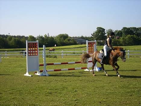 New Forest Cosmo billede 12