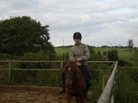 Arabisk fuldblod (OX) Splint billede 7