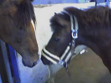 Shetlænder Mikkie RIP. 10 november  - Det her er mig med Zanders lammeskinds grime , den er vist os lidt for stor :O  - jeg står og nysser Delana billede 2