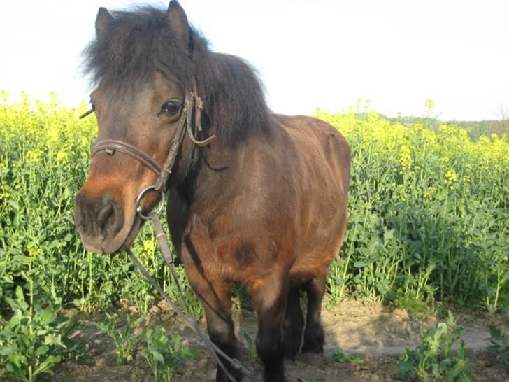 Shetlænder Mikkie RIP. 10 november  - Heeej<3 billede 3