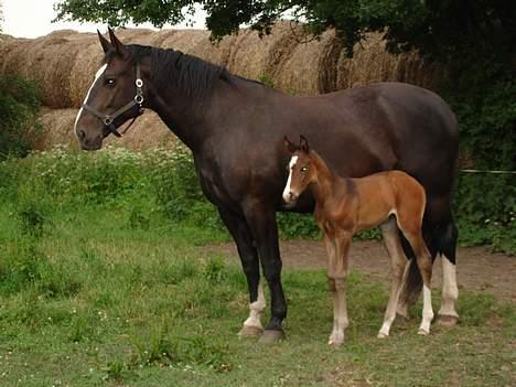 Oldenborg Bella Tisted billede 8