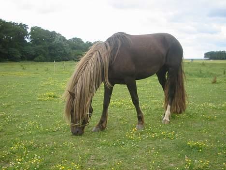 Welsh Cob (sec D) Låddenhøjs Django - Da jeg lige havde fået ham.. billede 2