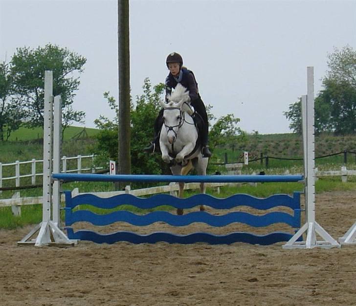 Welsh Mountain (sec A) |Schnoor´S Tabita *Solgt* - *5* Springtræning med mig, 1 Meter. Se hvor højt hun springer over. Foto: Min mor billede 5