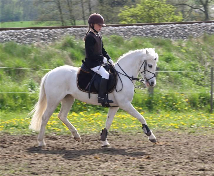 Welsh Mountain (sec A) |Schnoor´S Tabita *Solgt* - *9* Katja og Lavita rider lidt dressur på opvarmningen... Foto: Mig billede 9