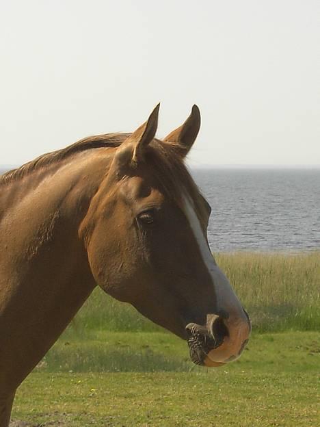 Arabisk fuldblod (OX) Parmani  - Her nyder drengen udsigten over Sin fjord!!FOTO: min datter. billede 1