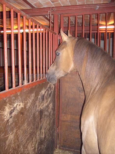 Arabisk fuldblod (OX) Parmani  - Her er han inde i hans boks.. billede 2