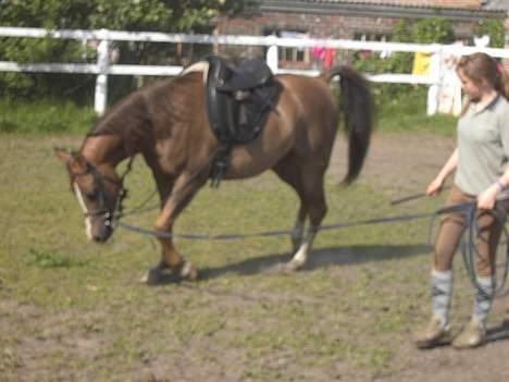 Arabisk fuldblod (OX) Parmani  - Her går han rigtig som han skal.. billede 6