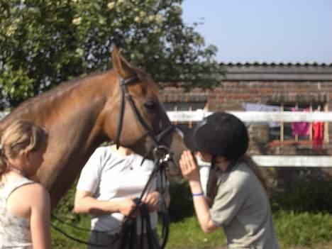 Arabisk fuldblod (OX) Parmani  - kærlighed ved første ride tur..  billede 7