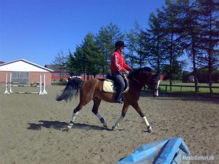 DSP Cedergårdens Toscana - Minskát. Dressur sommeren 2008. Jeg elsker dig minegén. billede 2