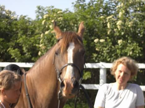 Arabisk fuldblod (OX) Parmani  - Her er den lille tønde.. billede 8