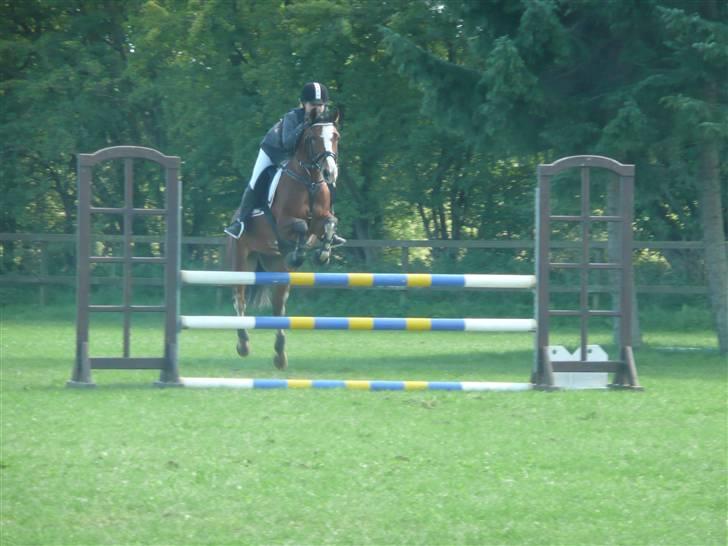 DSP Cedergårdens Toscana - Hjemmebane i dalby. La. Jeg elsker dig skatten. billede 6