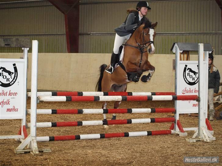 DSP Cedergårdens Toscana - Boller LA d. 31 Januar 09. Jeg elsker dig mindréng. mitalt!  billede 11