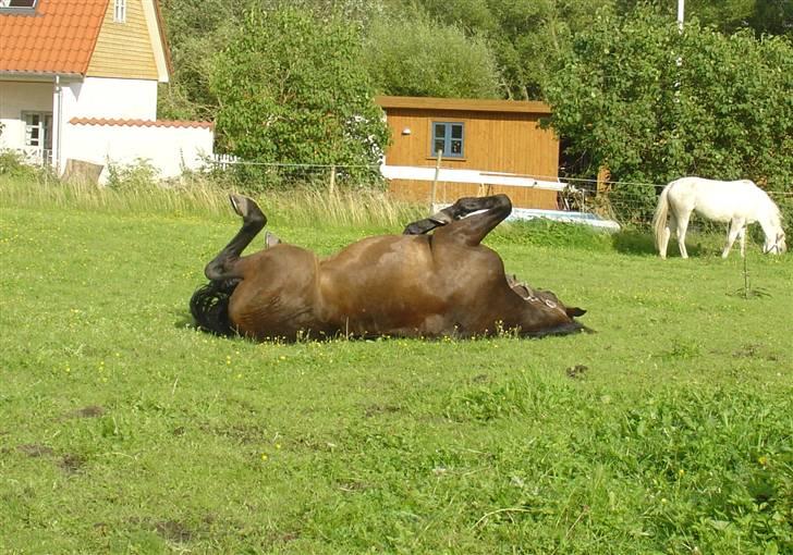 New Forest | Elmholts Honnet *Solgt* - *5* Rulle, rulle, rulle. Jeg bliver heelt rulletosset.. :D Foto: Mig billede 5