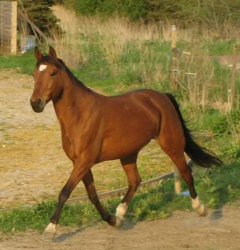 Traver Danielle *Solgt* billede 10