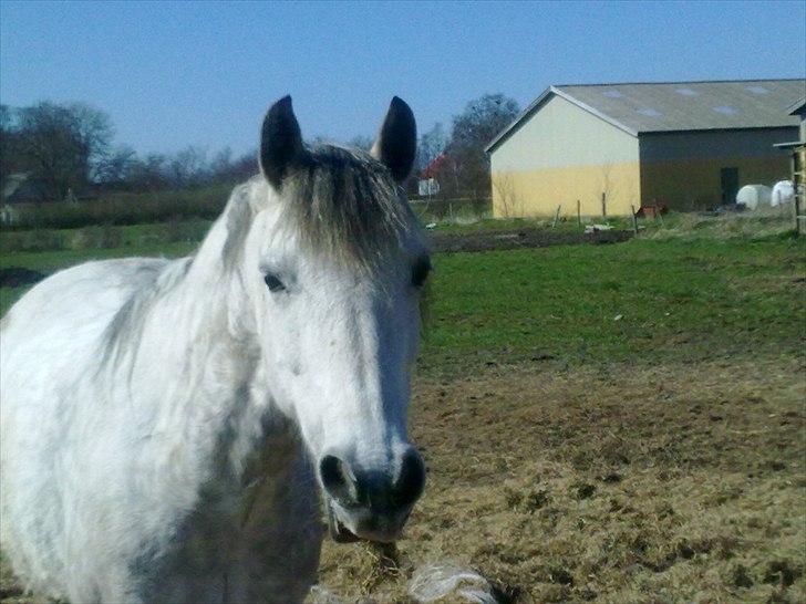 Connemara Ålegårds Malou billede 15