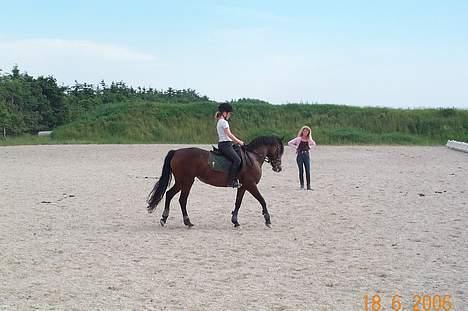 Connemara Hovfelds Cover Girl - Cover og Emilie, hendes nye ejer billede 15