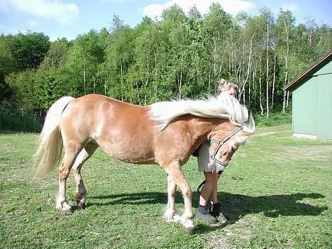 Haflinger Kimi billede 1