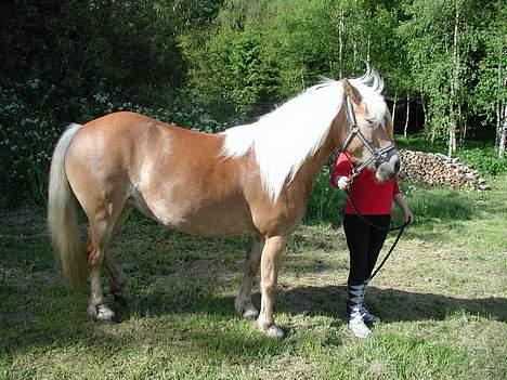 Haflinger Kimi billede 2