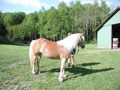 Haflinger Kimi billede 3
